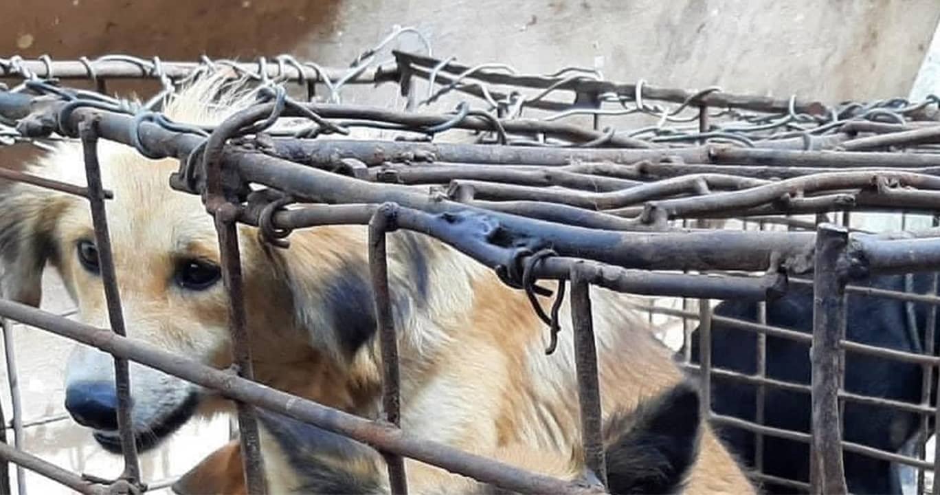 Eradicating the Cruel Dog and Cat Meat Industry A Step Towards